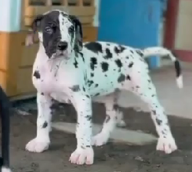 Buy lovable Great Dane Puppy from Mumbai